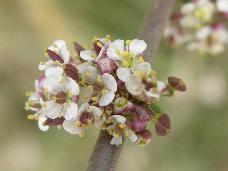 Lepidium graminifolium